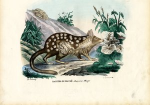 クオール、1863-79 作： Raimundo Petraroja